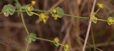 Euphorbia striata, photographed by Robert Taylor