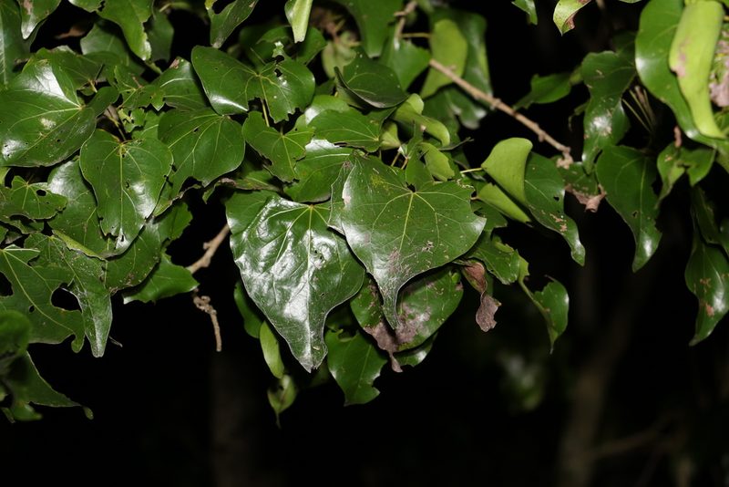 Barklya syringifolia, photographed by Greg Tasney