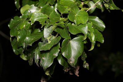 Barklya syringifolia, photographed by Greg Tasney