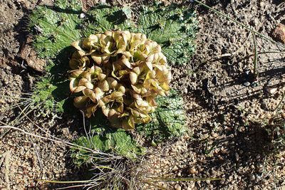 Arctopus monacanthus, photographed by Di Turner