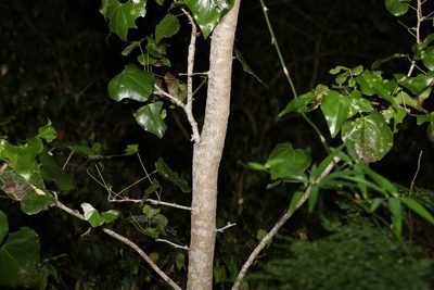 Barklya syringifolia, photographed by Greg Tasney