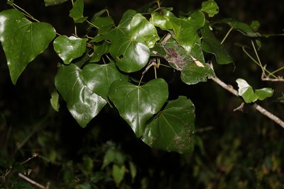 Barklya syringifolia, photographed by Greg Tasney