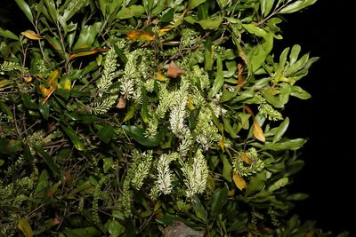 Macadamia integrifolia, photographed by Greg Tasney