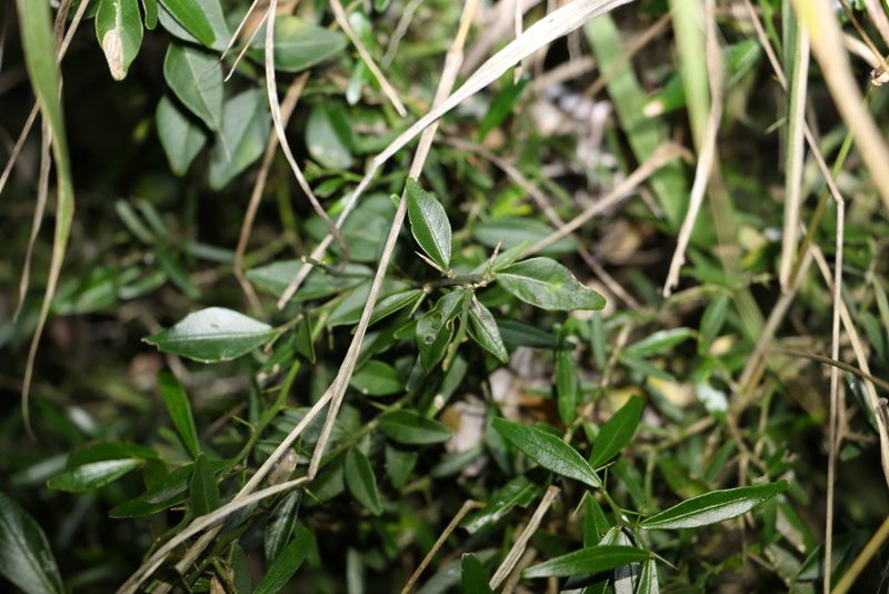 Citrus australis, photographed by Greg Tasney