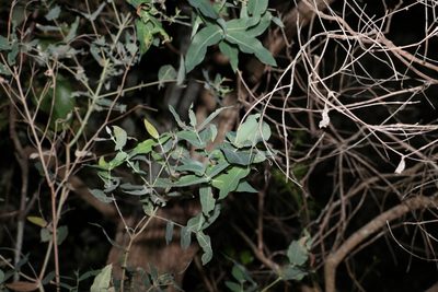 Angophora subvelutina, photographed by Greg Tasney