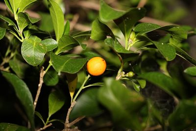 Fontainea venosa, photographed by Greg Tasney