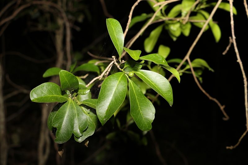 Fontainea venosa, photographed by Greg Tasney