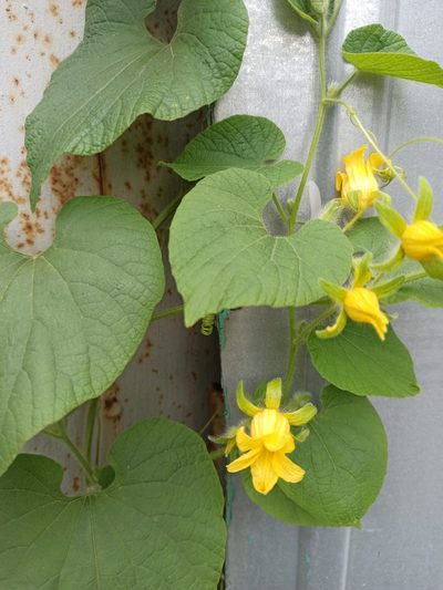 Thladiantha dubia, photographed by Елена Смирнова
