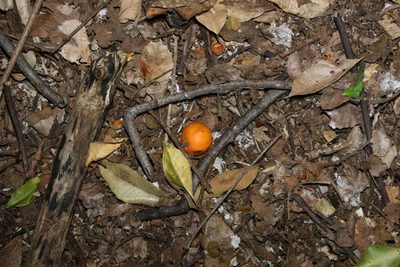 Fontainea venosa, photographed by Greg Tasney