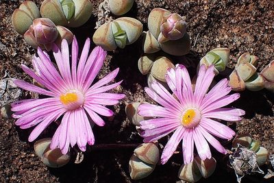 Braunsia maximiliani, photographed by Di Turner