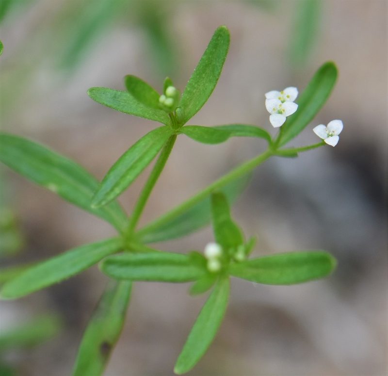 Galium trifidum, photographed by Eric Lamb