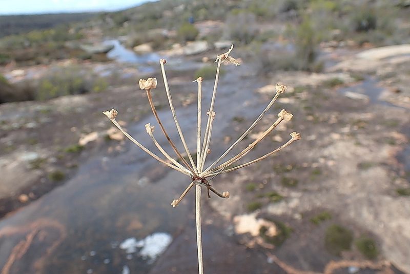 Hessea undosa, photographed by Di Turner