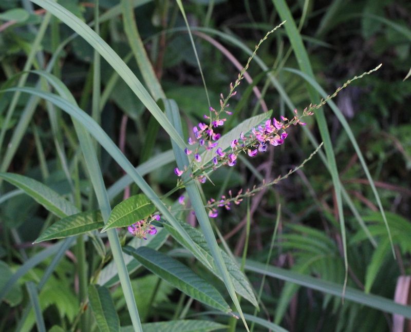 Tadehagi triquetrum, photographed by Agnes Trekker