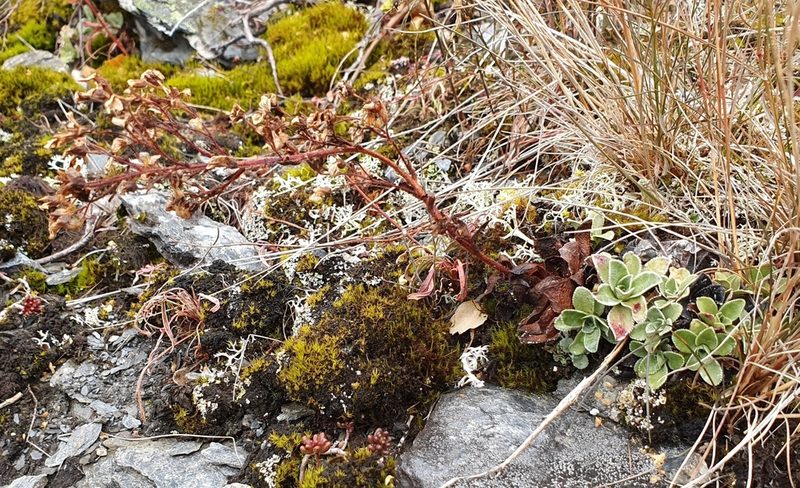 Saxifraga cotyledon, photographed by Michael D. Pirie