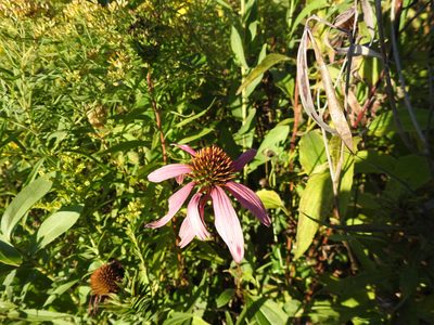 Echinacea purpurea, photographed by sudomir