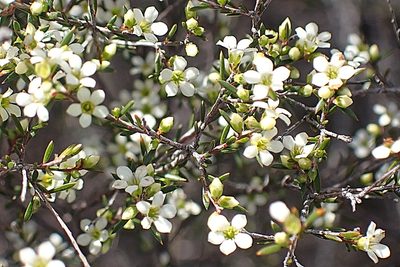 Coleonema juniperinum, photographed by Di Turner