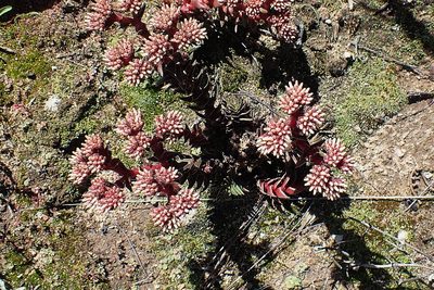 Crassula alpestris, photographed by Di Turner