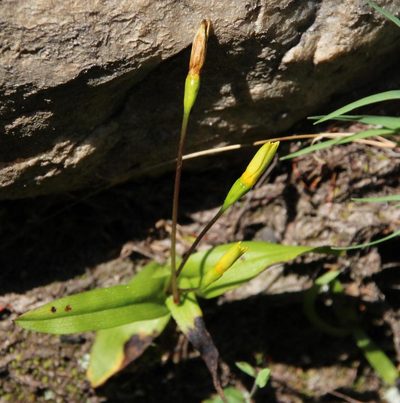 Pauridia gracilipes, photographed by Tony Rebelo