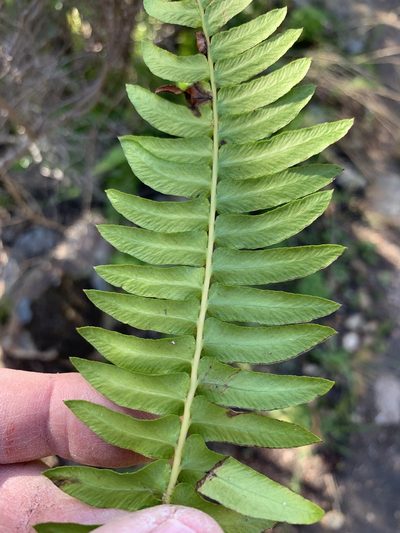 Blechnum australe, photographed by Dave Richardson