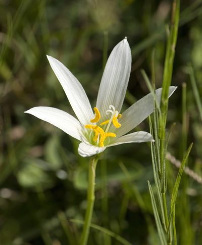 Zephyranthes mesochloa, photographed by Nicolas Olejnik
