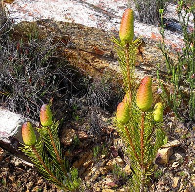Leucadendron nobile, photographed by Di Turner