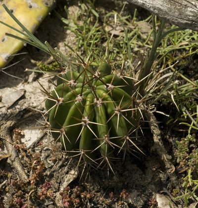 Acanthocalycium rhodotrichum, photographed by Nicolas Olejnik