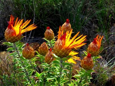 Oedera speciosa, photographed by Di Turner