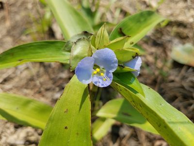 Commelina virginica, photographed by Leila Dasher