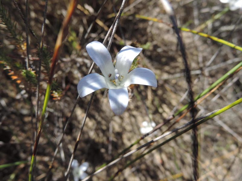 Roella arenaria, photographed by Jacques van der Merwe