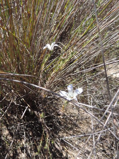 Roella arenaria, photographed by Jacques van der Merwe