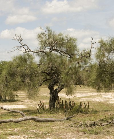 Neltuma kuntzei, photographed by Nicolas Olejnik