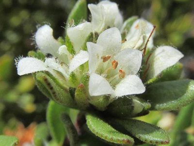 Agathosma rosmarinifolia, photographed by douglaseustonbrown