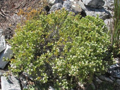 Agathosma rosmarinifolia, photographed by douglaseustonbrown