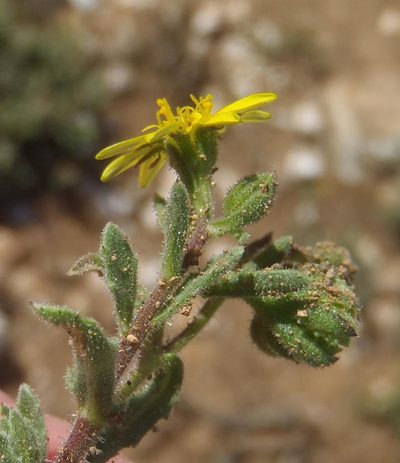 Osteospermum calendulaceum, photographed by Nicola van Berkel