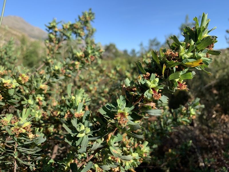 Cliffortia cuneata, photographed by Dave Richardson