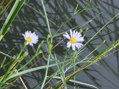 Symphyotrichum tenuifolium, photographed by Susan Christman Williams