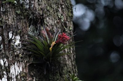 Tillandsia geminiflora, photographed by Carlos Henrique Russi