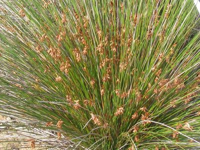 Thamnochortus platypteris, photographed by douglaseustonbrown