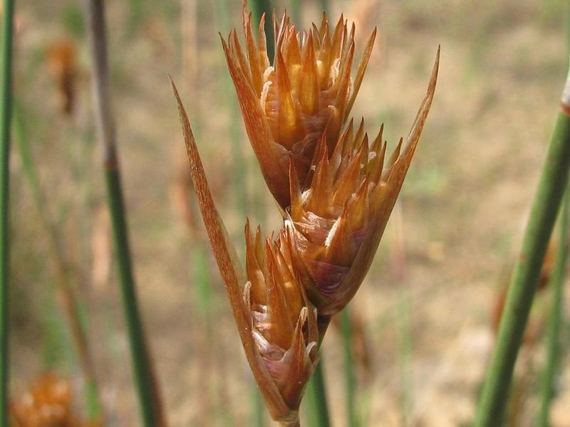 Thamnochortus platypteris, photographed by douglaseustonbrown