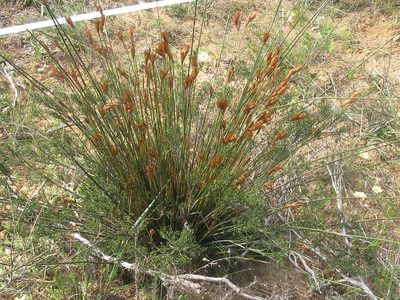 Thamnochortus platypteris, photographed by douglaseustonbrown