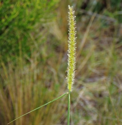 Cenchrus myosuroides, photographed by Hugo Hulsberg