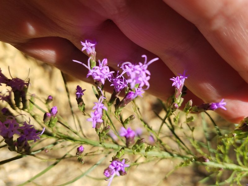 Liatris microcephala, photographed by Leila Dasher