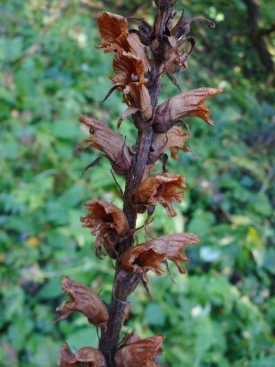 Orobanche reticulata, photographed by Eugene Popov