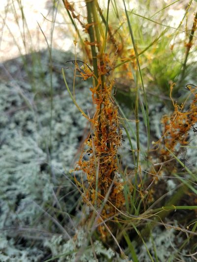 Cuscuta harperi, photographed by Leila Dasher