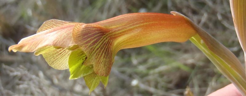 Gladiolus fourcadei, photographed by Nicola van Berkel