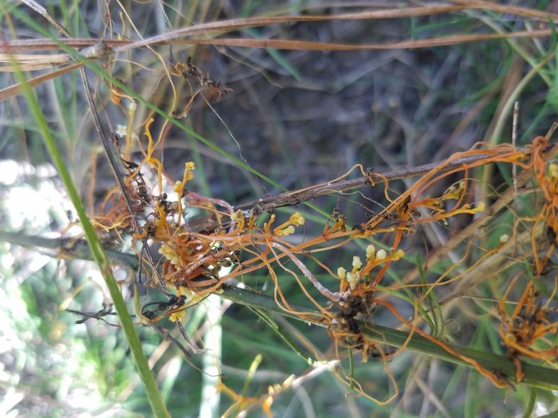 Cuscuta harperi, photographed by Leila Dasher