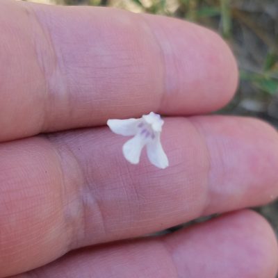 Lindernia monticola, photographed by Leila Dasher