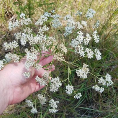 Eupatorium semiserratum, photographed by Leila Dasher