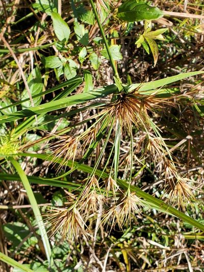 Rhynchospora macrostachya, photographed by Tom Field