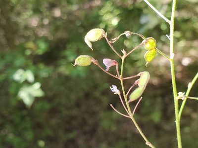 Desmodium ciliare, photographed by Tom Field